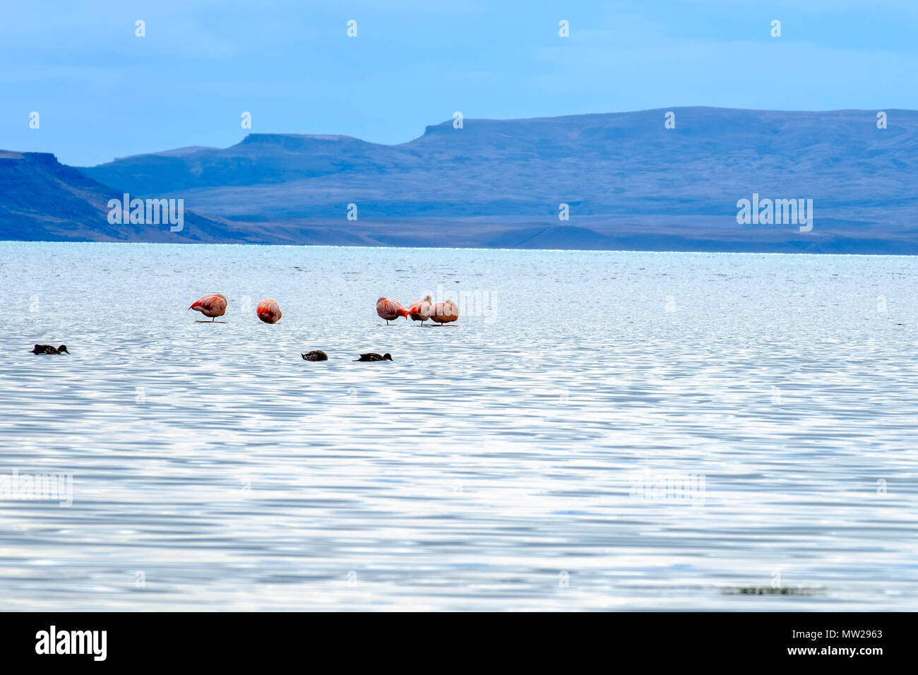 Im Frühjahr, den Lago Argentino ist viel kleiner als im Sommer. Die undeep Teile des Sees gewinnen Flamingos, wie hier in El Calafate gesehen. Stockfoto