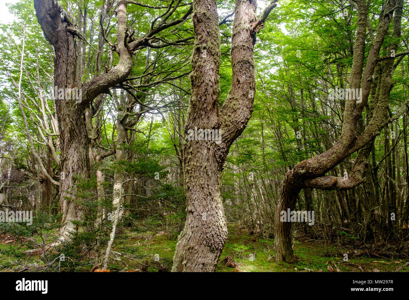 Die lenga Wälder auf der kriegerischen Berge in der Nähe von Ushuaia garantieren mysteriöse Erfahrungen mit seltsamen Bäume, als ob sie aus Märchen. Stockfoto