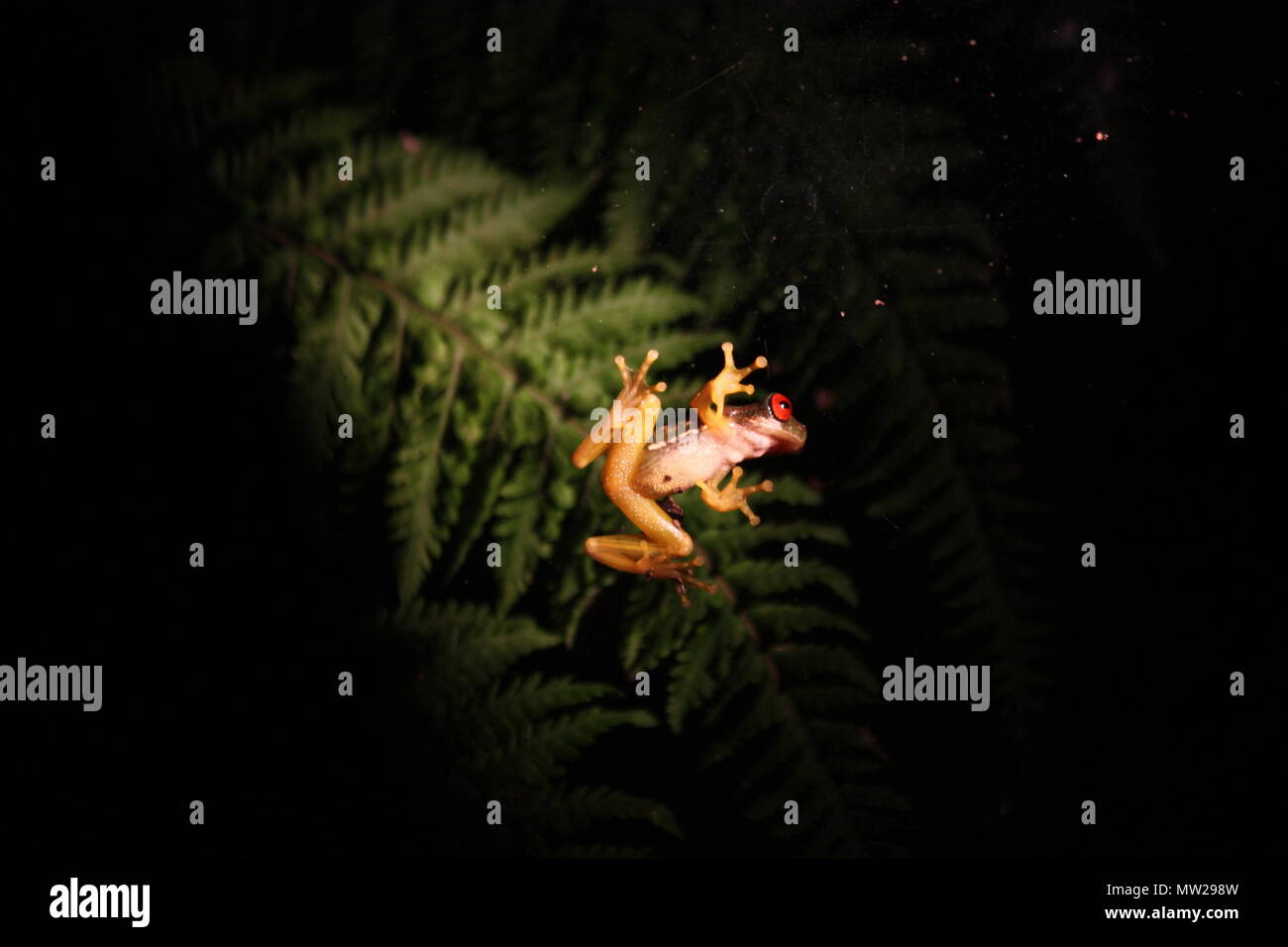 Frosch von unten Stockfoto