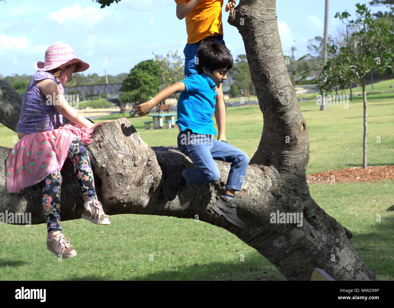 Kinder spielen auf Baum im Park in Australien. Kinder sitzen auf Ast. Stockfoto