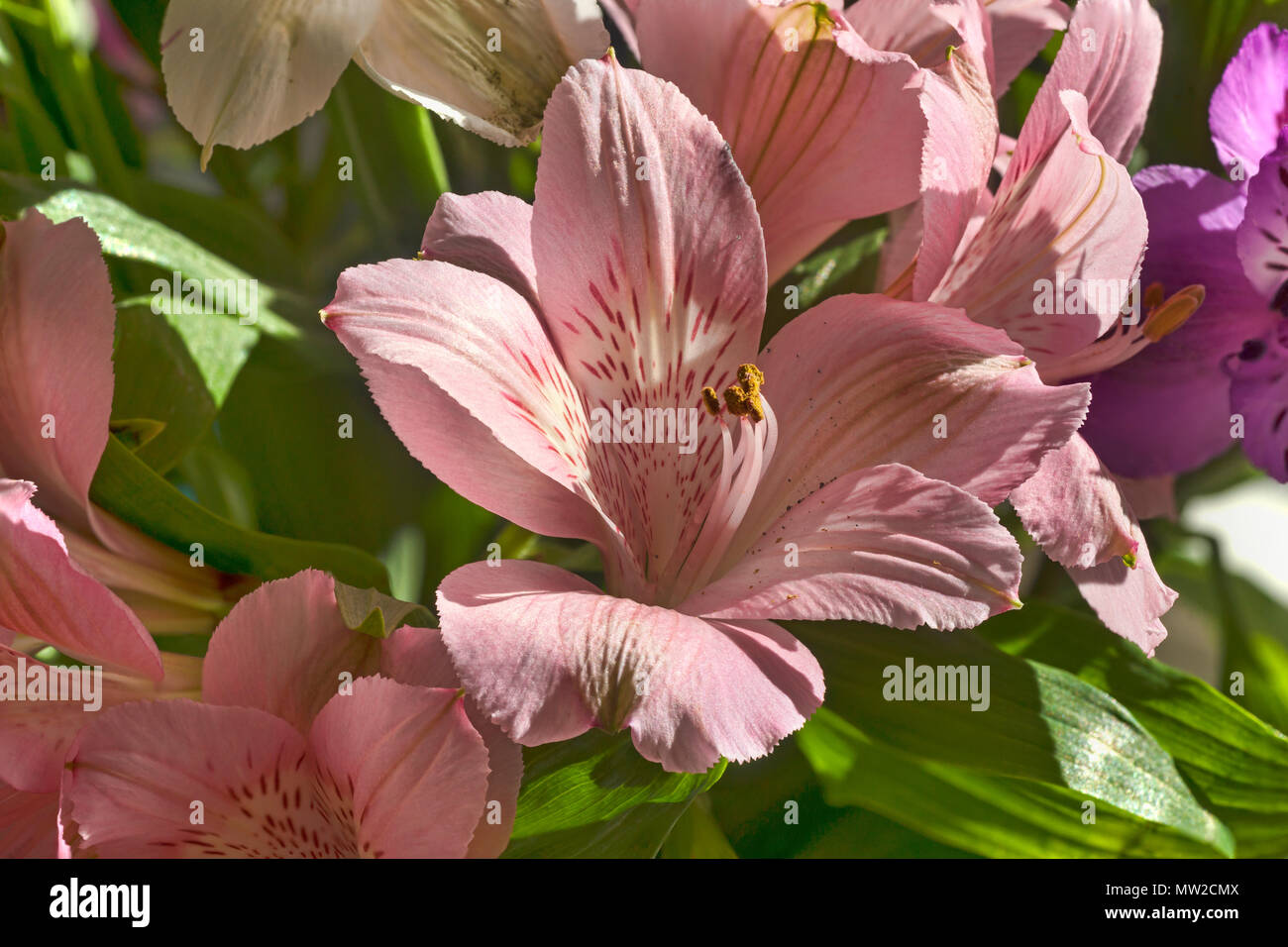 Leuchtend rosa Inkalilie, Blumenschau. Fokus gestapelt Makro. Stockfoto