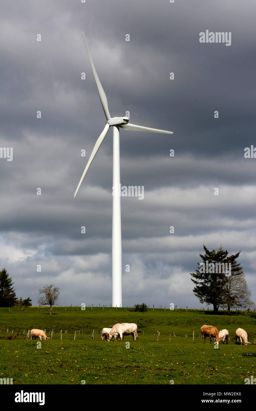 Kuh und Windenergieanlagen. Ally Mercoeur windfarm. Haute Loire. Der Auvergne. Frankreich Stockfoto
