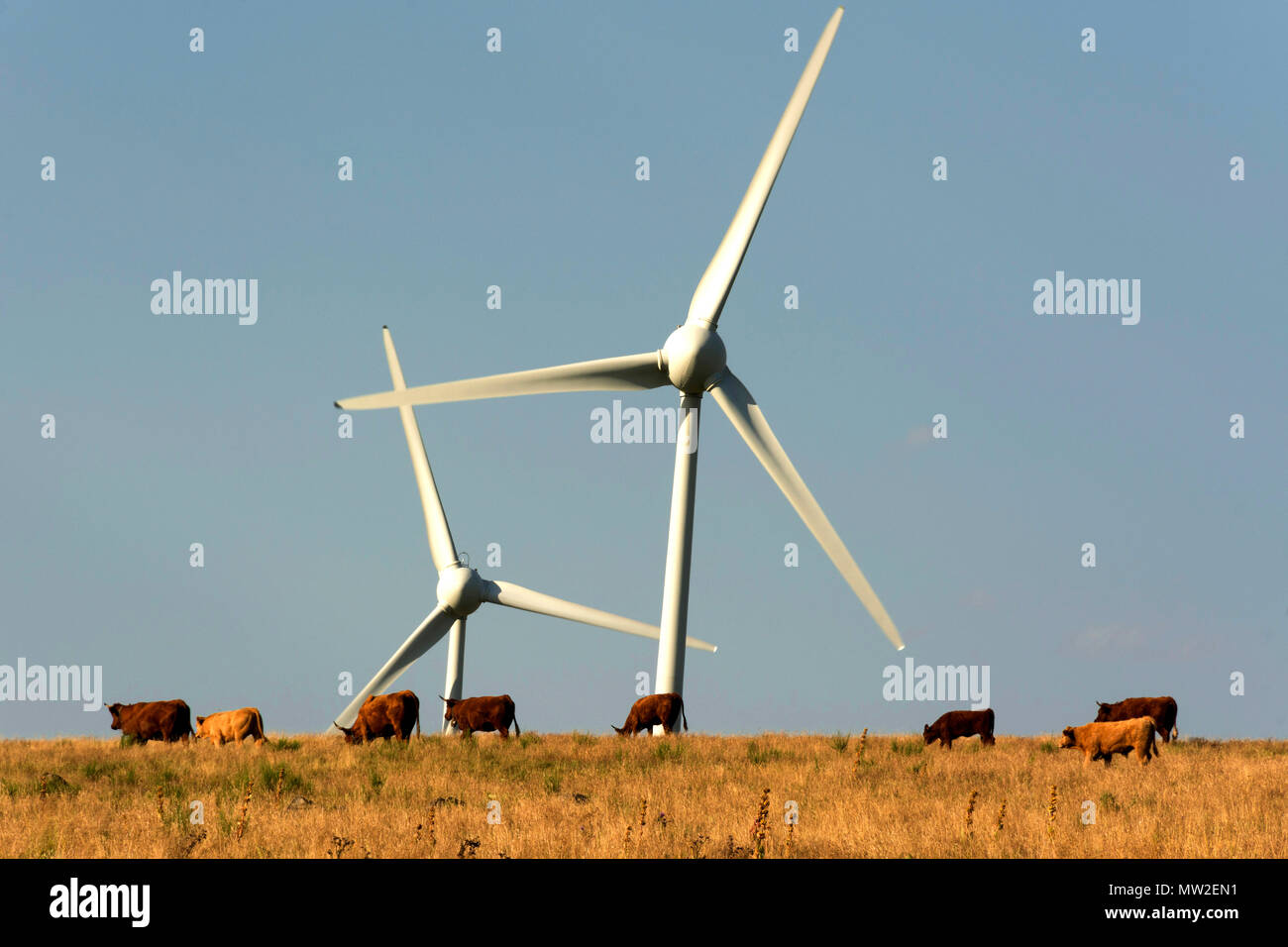 Windenergieanlagen in einem Feld mit Kühen, Cezallier windfarm. Der Auvergne. Frankreich Stockfoto