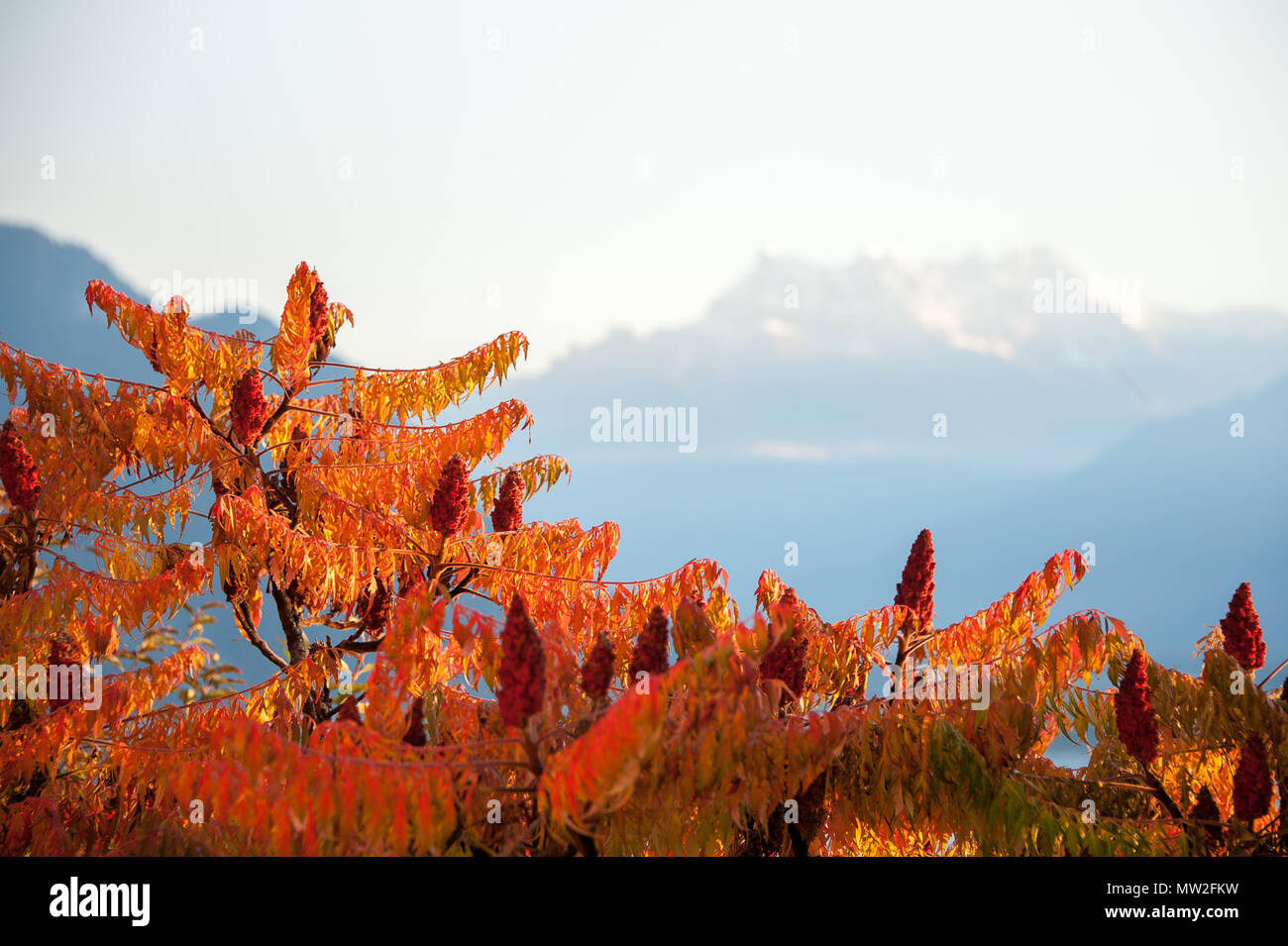 Sumac Strauch mit brillanten Herbst Laub gegen den Hintergrund der schneebedeckten Berggipfel. Die getrockneten, pulverisierten Früchte sind als Gewürz in der nahen Ostens verwendet Stockfoto Sumac Strauch mit brillanten Herbst Laub gegen den Hintergrund der schneebedeckten Berggipfel. Die getrockneten, pulverisierten Früchte sind als Gewürz in der nahen Ostens verwendet Stockfoto
