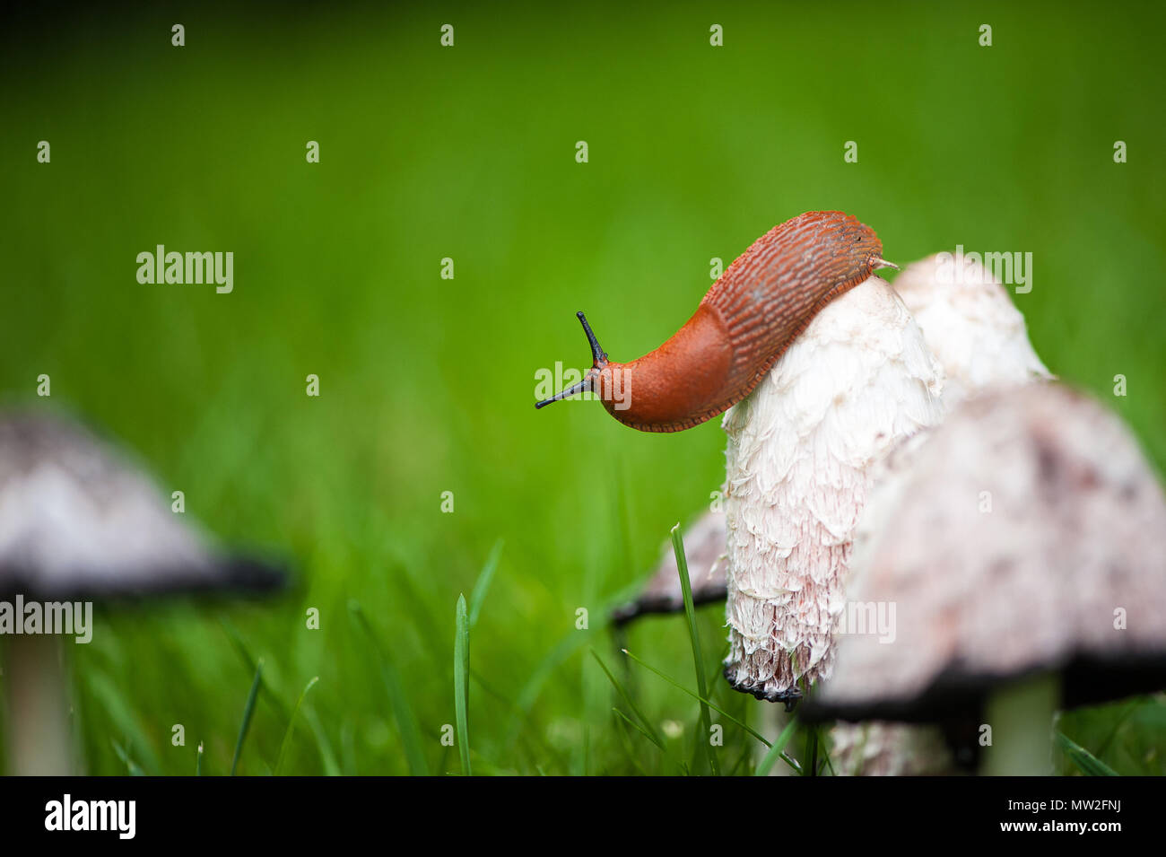 Nahaufnahme eines Europäischen roten Slug (Arion rufus) auf einem braunen Pilz nach einer Regendusche Stockfoto