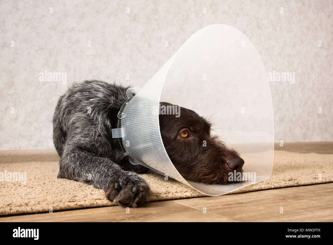 Hund mit Schutzhülle aus Kunststoff elisabethanischen (Buster) Stellring Stockfoto