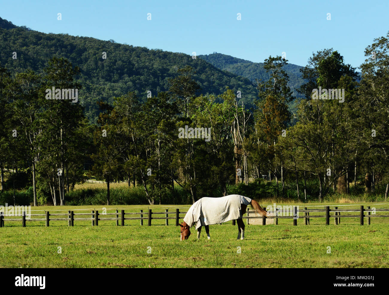 Unberührte Landschaften um Canugra Tal in der Nähe von Tamborine Mountain. Stockfoto