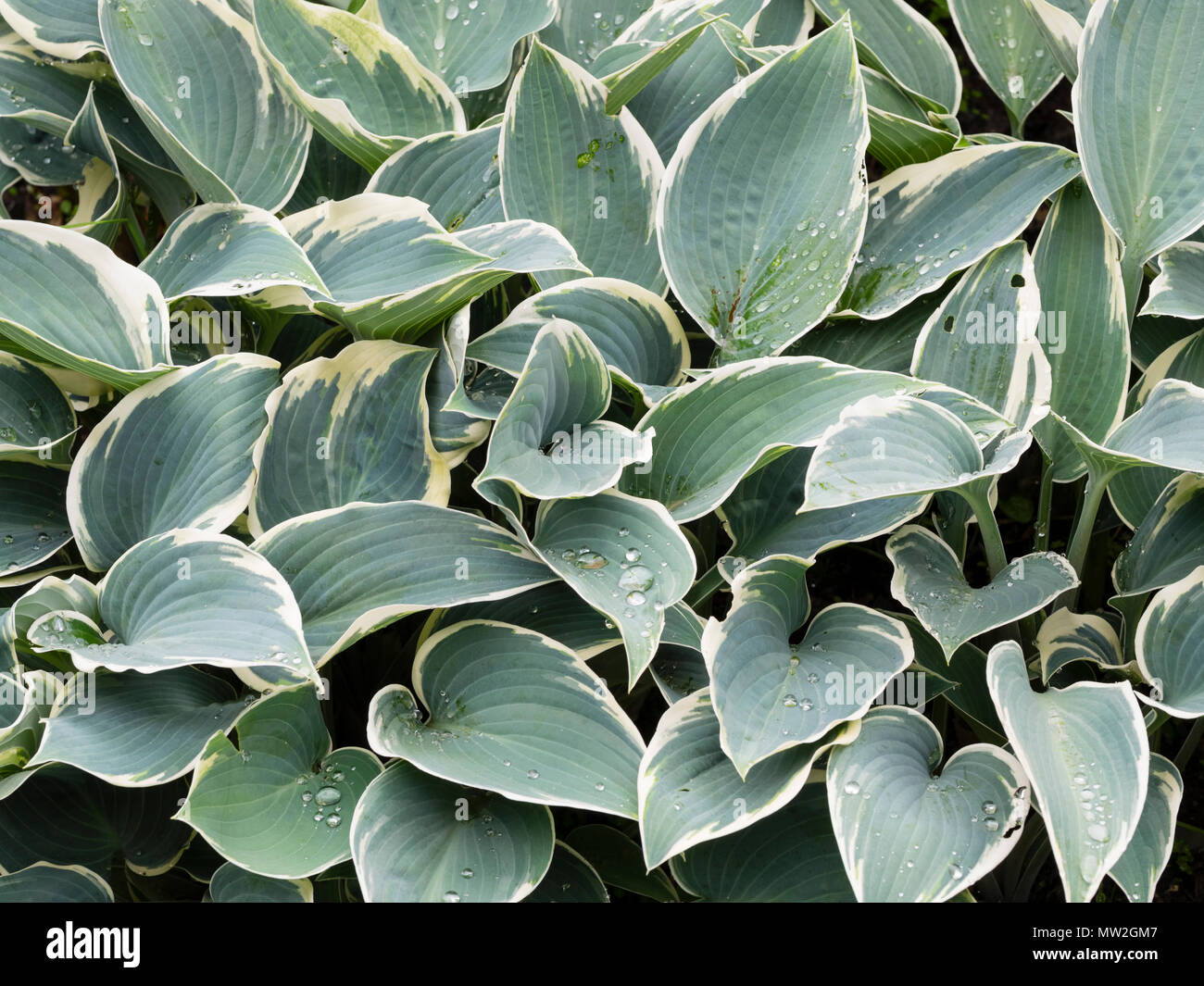 Weiß umrandete blusih Laub von den vielfältigen Wegerich Lily, Hosta 'El Nino' Stockfoto