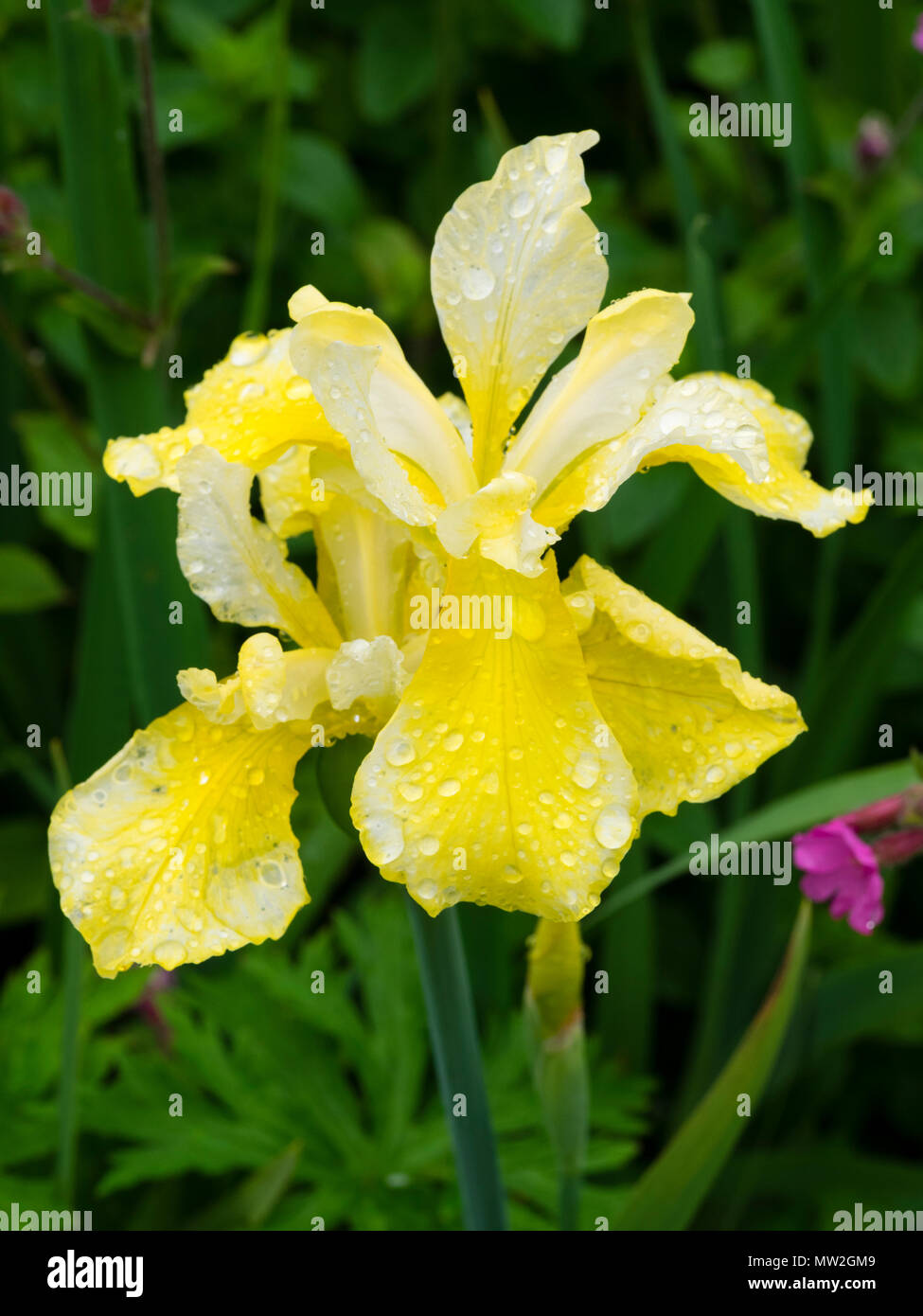 Der frühe Frühling Gelb und Creme Blüten der sibirischen Schwertlilie, Iris pumila "Butter und Zucker" Stockfoto