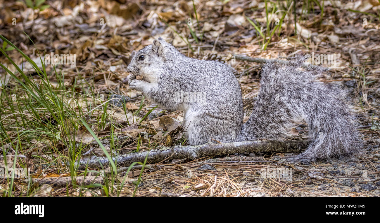 Erste gefährdete Tier, jetzt eine Erhaltung Erfolg, Delmarva Fuchs Eichhörnchen (sciurus Niger cinereus) in Assateague National Park Lexington, Virginia Stockfoto