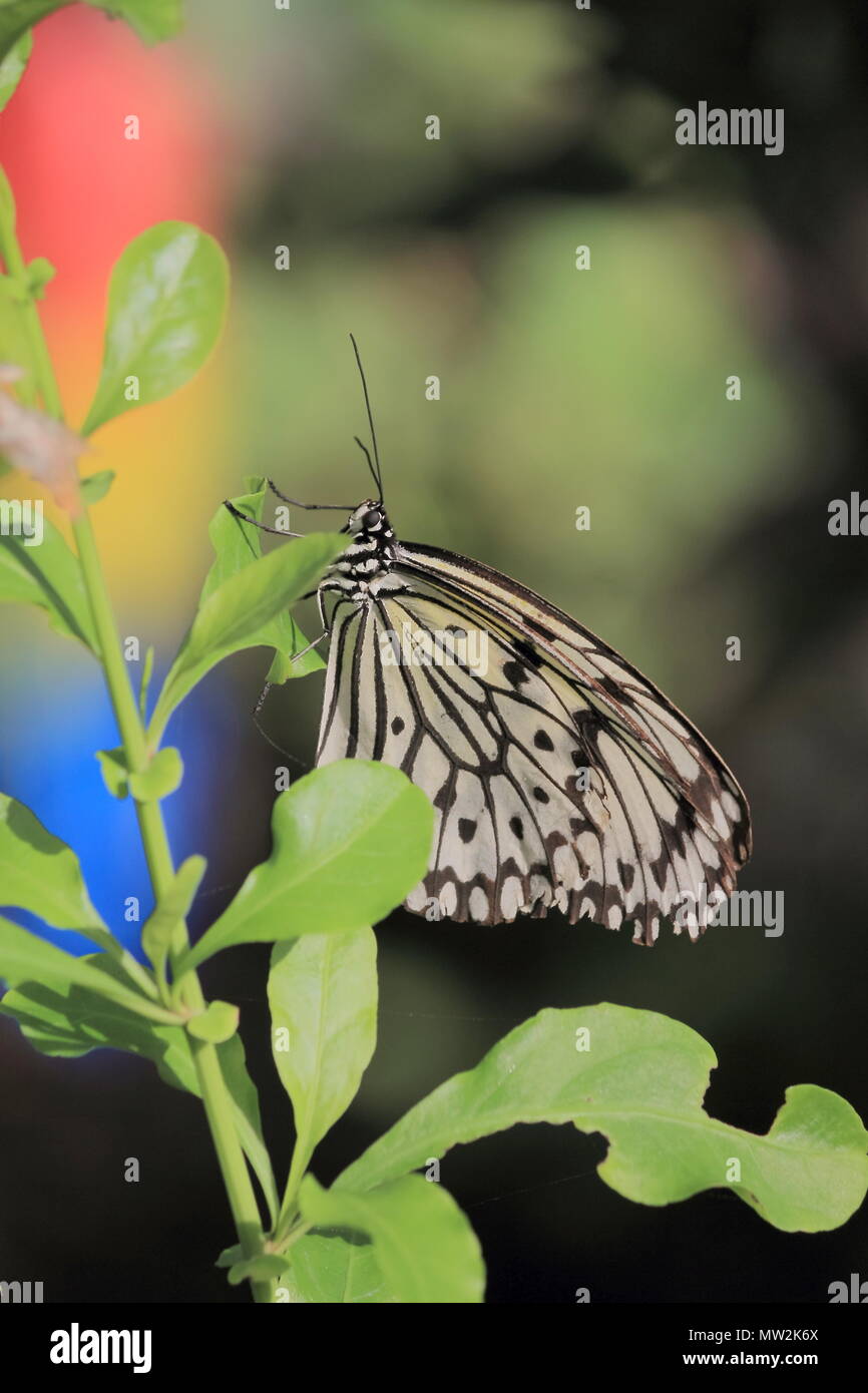 Baum Nymphe Schmetterling Stockfoto