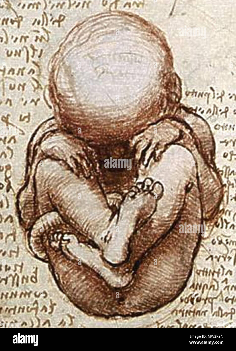 . Englisch Ansichten eines Fötus im Mutterleib, Detail aus einer