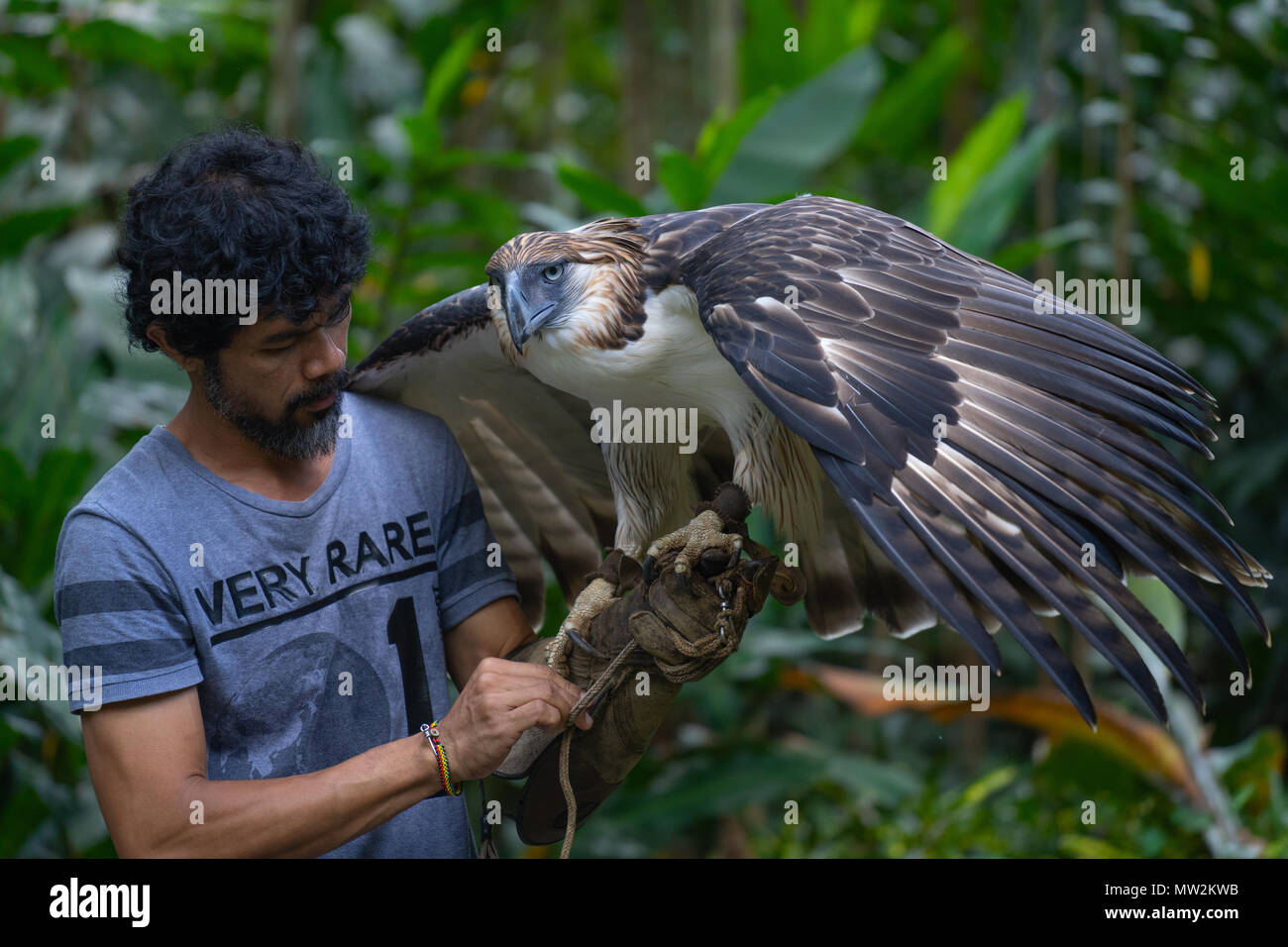 Philippinische Adler mit Handler, Philippine Eagle Centre, Davao, Philippinen Stockfoto