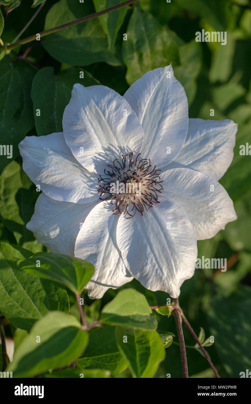 'Miss Bateman' frühe Großblütige Gruppe, Klematis (Clematis) Stockfoto