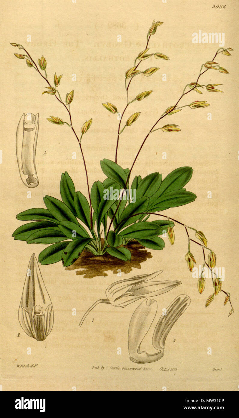 . Abbildung: Schmetterlinge grobyi. 1839. Walter Hood Fitch (1817-1892) Del., Swan sc. 489 Schmetterlinge grobyi Stockfoto