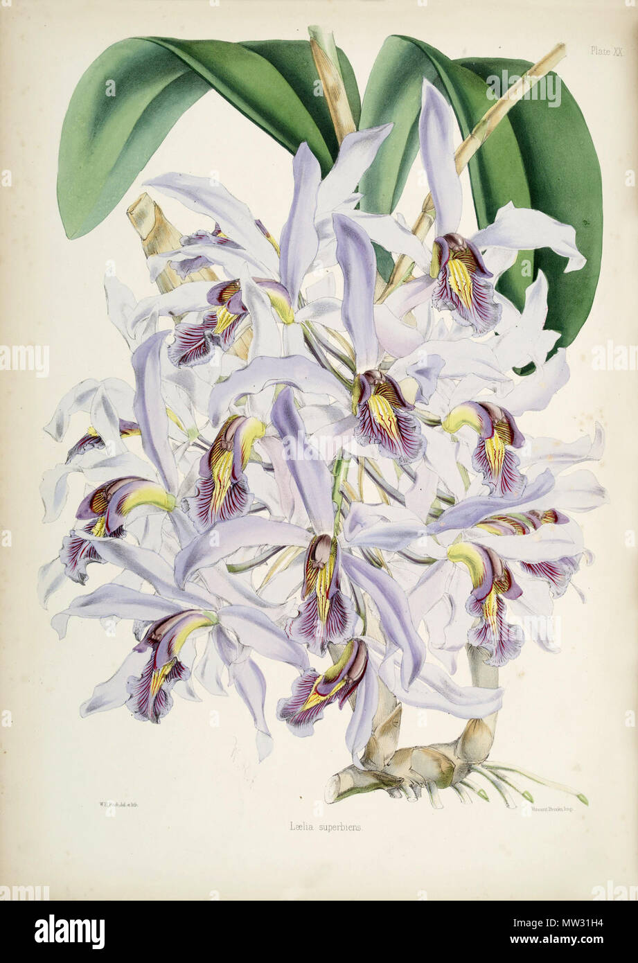 . Abbildung: Schomburgkia superbiens (orig. Laelia superbiens). Zwischen 1862 und 1865. Walter Hood Fitch, Illustrator Benjamin Samuel Williams, Robert Warner, Text 547 Schomburgkia superbiens Stockfoto