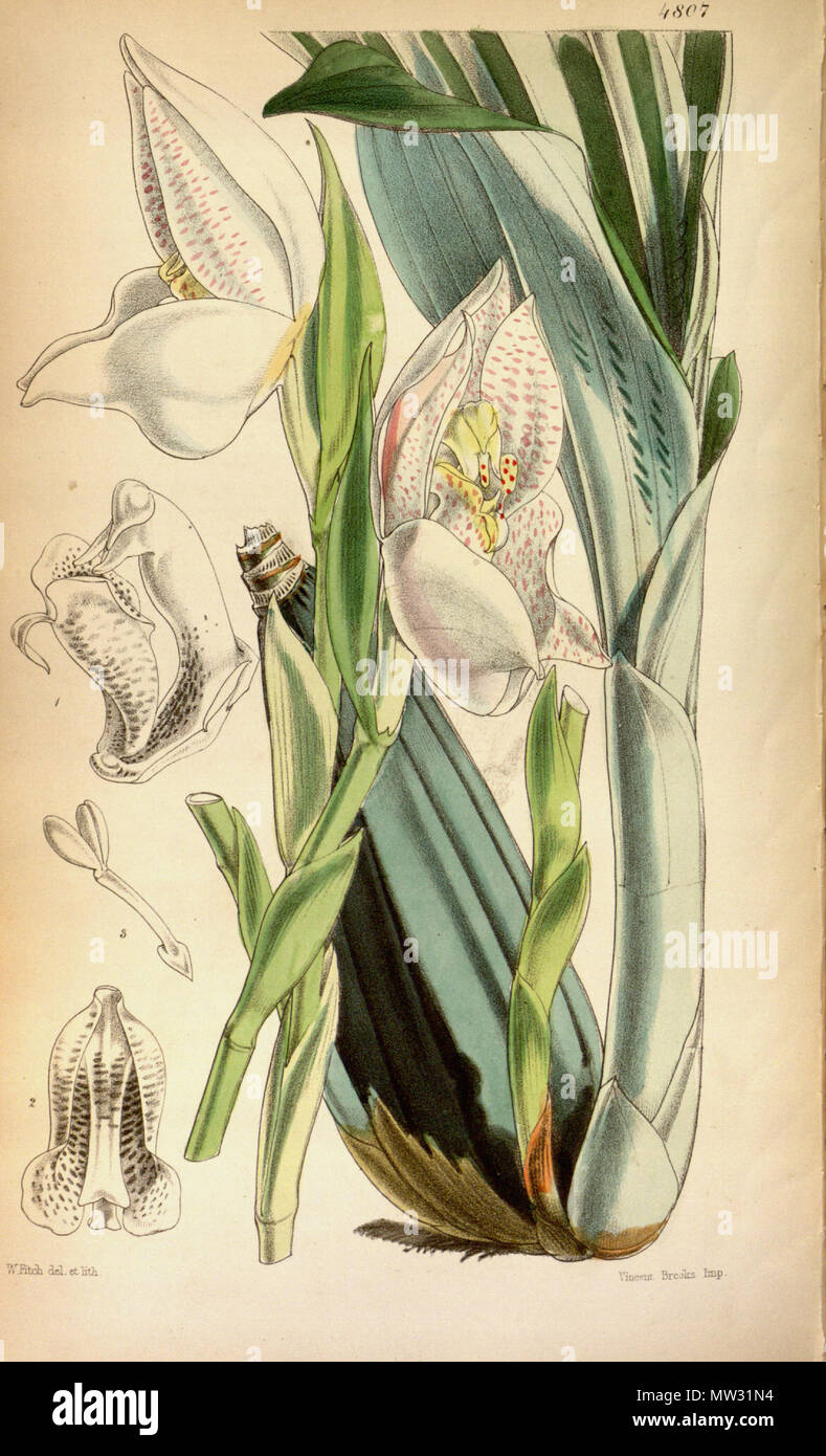 . Abbildung: Anguloa Uniflora. 1854. Walter Hood Fitch (1817-1892) del. et lith., Beschreibung von William Jackson Hooker (1785 - 1865) 46 Anguloa uniflora Stockfoto