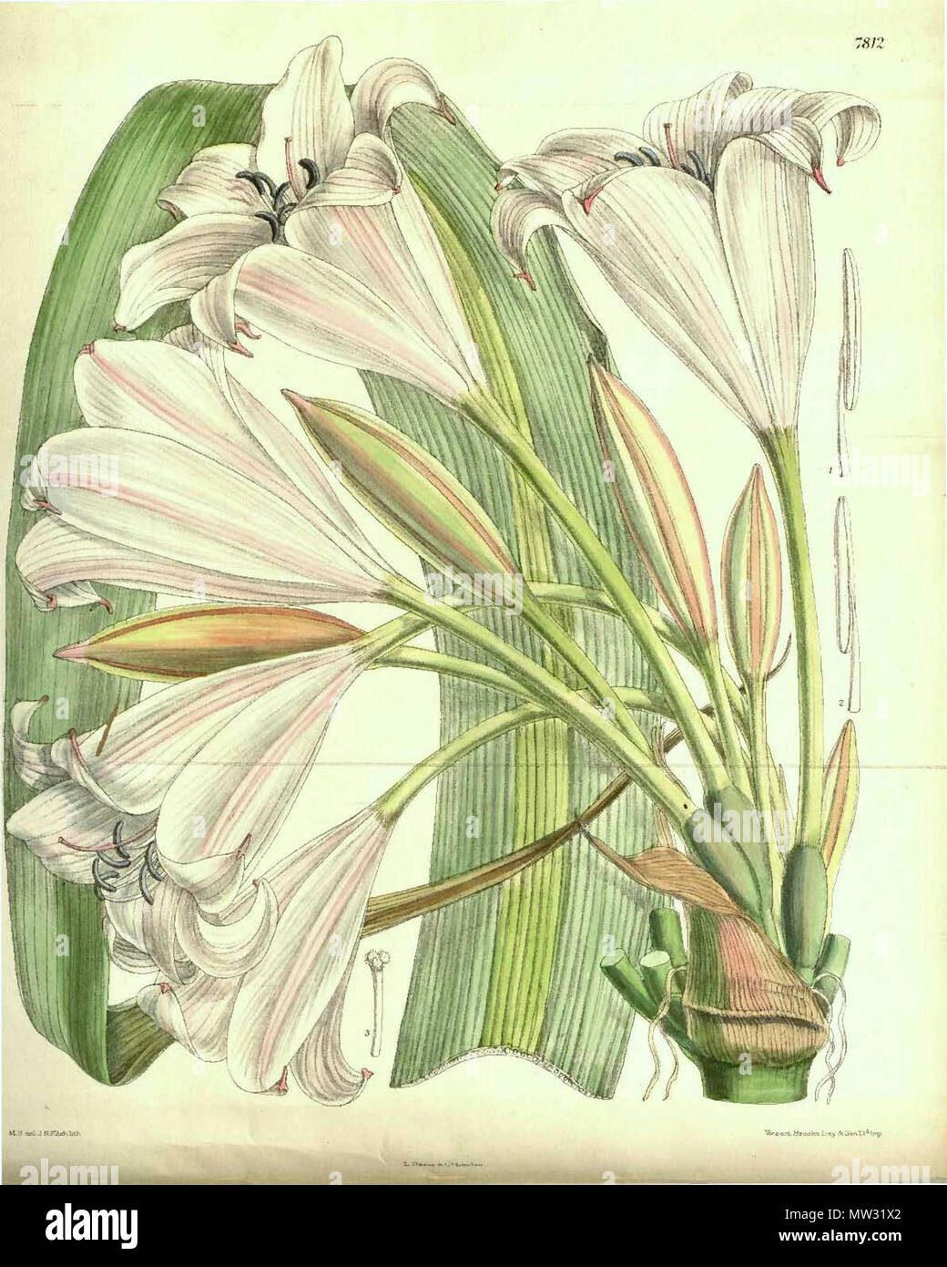 . Crinum macowanii. 1902. Baker 18 7812 Crinum macowanii (wie Crinum johnstonii) Stockfoto