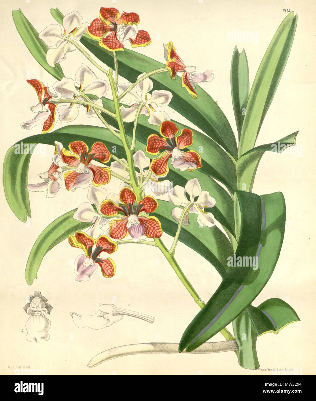 . Abbildung: Vanda Limbata. 1875. Walter Hood Fitch (1817-1892) del. et lith. Beschreibung von Joseph Dalton Hooker (1817 - 1911) 625 Vanda limbata Stockfoto