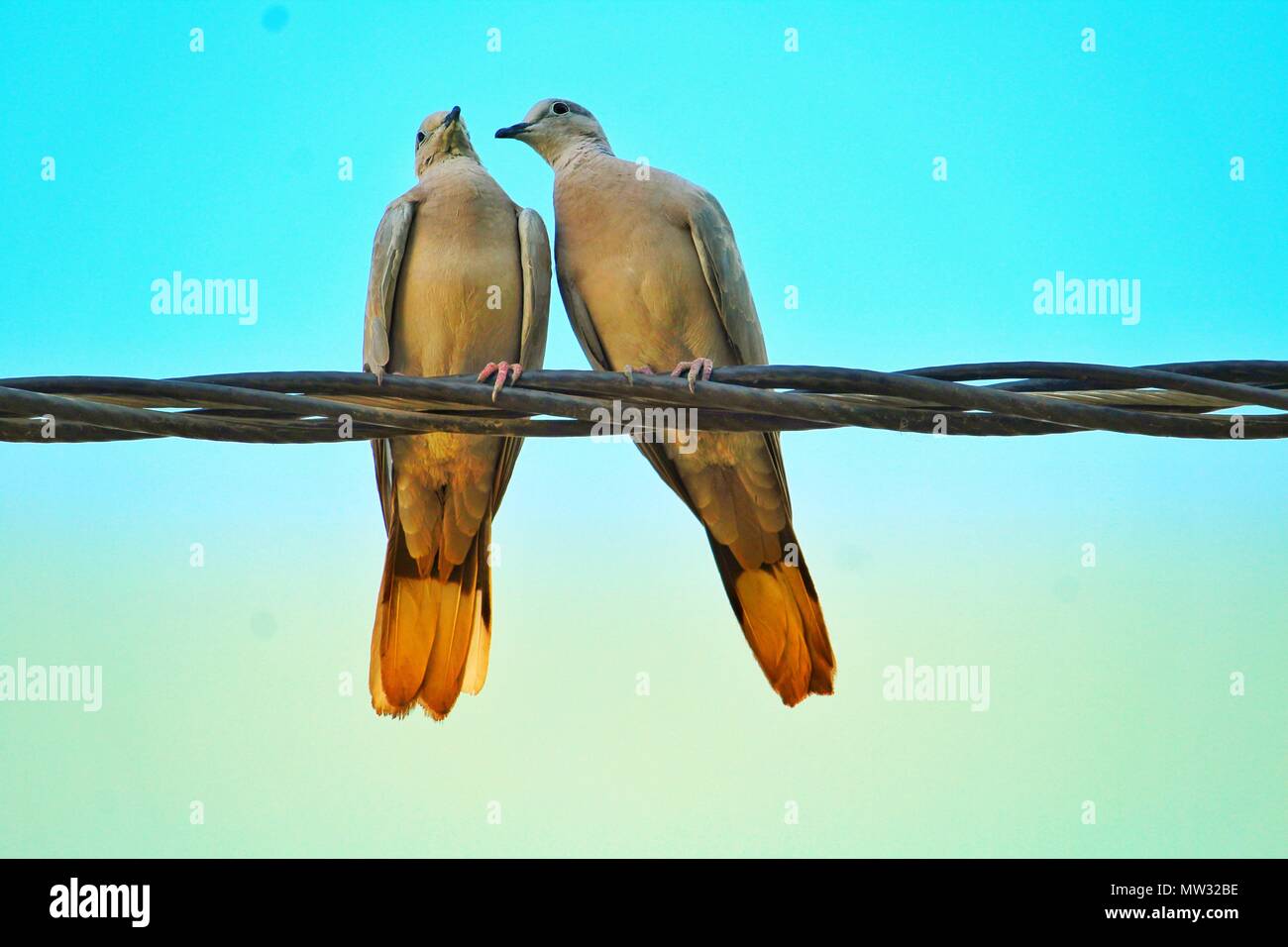 Zwei Vögel sitzen auf Draht und schauen sich gegenseitig in die Augen. Stockfoto