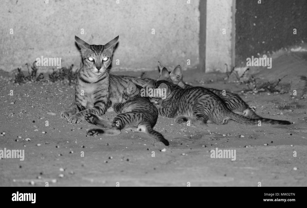 Katze mit ihren drei Kätzchen in wütende Pose/Stimmung. Die Katze sieht so aus, als ob sie für die Fotografie aufsteht. Stockfoto