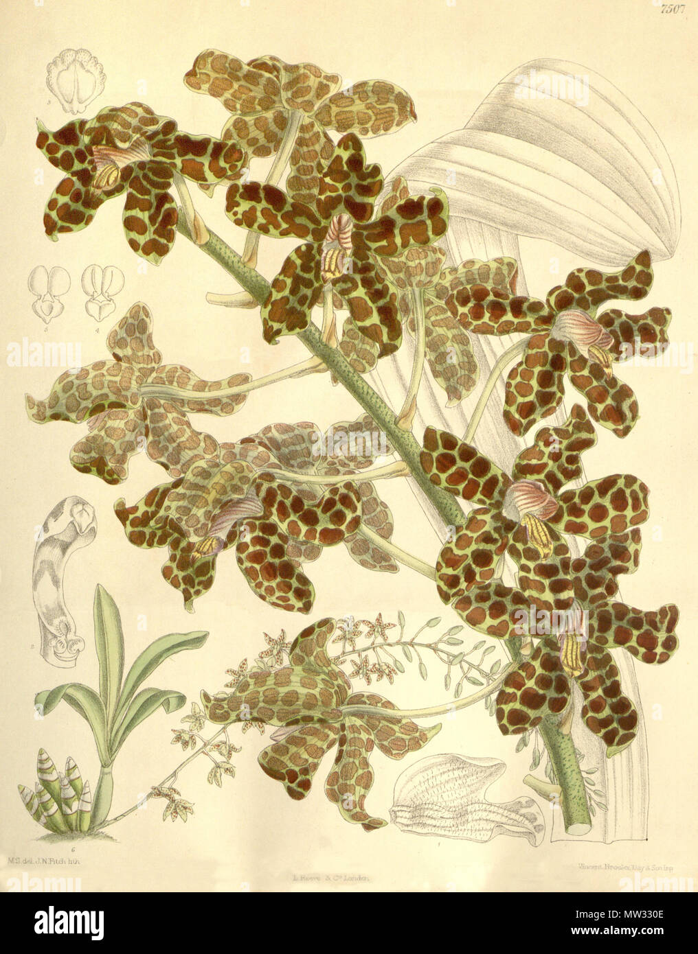 . Abbildung: Grammatophyllum rumphianum. 1896. M. S. del. (= Matilda Smith, 1854-1926), J. N. Fitch lith. (= John Nugent Fitch, 1840 - 1927) Beschreibung von Joseph Dalton Hooker (1817 - 1911) 251 Grammatophyllum rumphianum Stockfoto