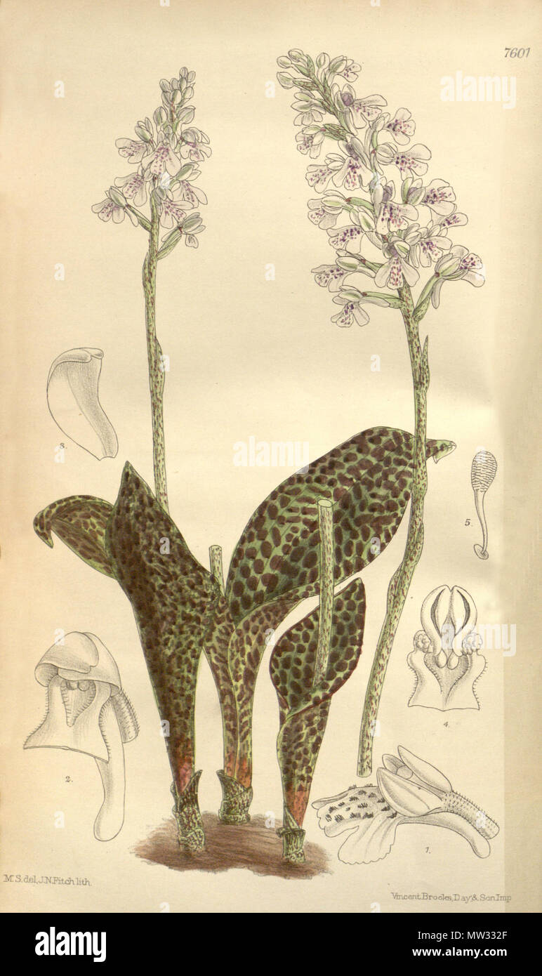 . Abbildung: Sirindhornia monophylla (syn. Orchis monophylla). 1898. M. S. del. (= Matilda Smith, 1854-1926), J. N. Fitch lith. (= John Nugent Fitch, 1840 - 1927) Beschreibung von Joseph Dalton Hooker (1817 - 1911) 562 Sirindhornia monophylla (Orchis monophylla) - Curtis' 124 (Ser. 3 Nr. 54) pl. 7601 (1898) Stockfoto