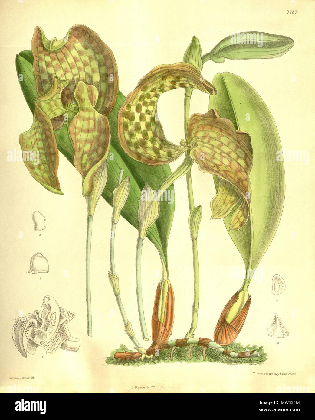 . Abbildung: Bulbophyllum grandiflorum. 1901. M. S. del. (= Matilda Smith, 1854-1926), J. N. Fitch lith. (= John Nugent Fitch, 1840 - 1927) Beschreibung von Joseph Dalton Hooker (1817 - 1911) 104 Bulbophyllum grandiflorum Stockfoto