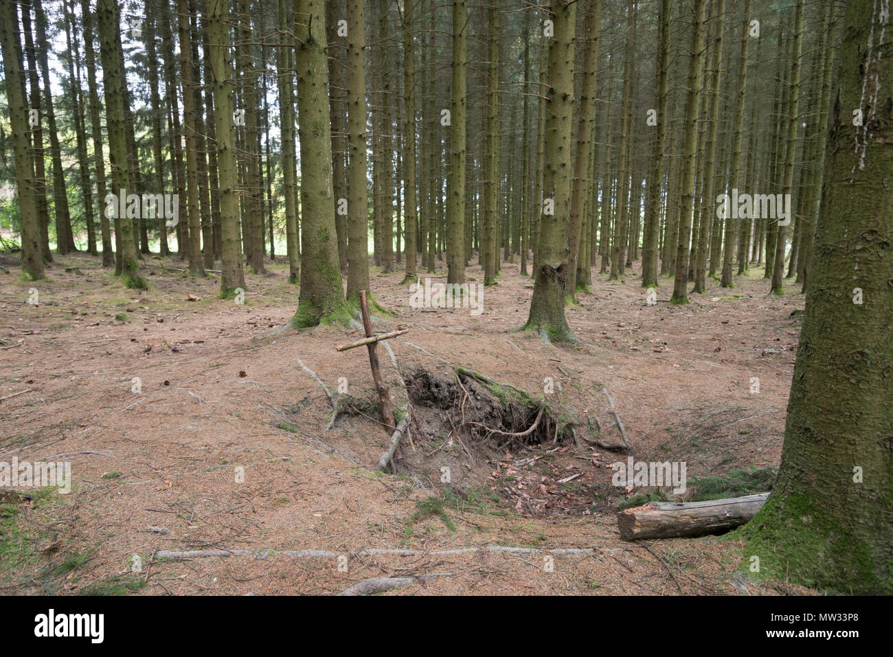 Bois Jacques foxholes in den Ardenner Wald in der Nähe von Foy Belgien Stockfoto