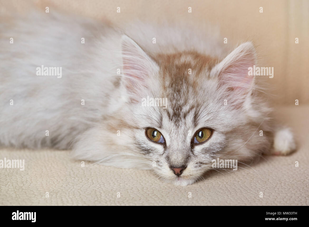 Kitty lag auf dem Sofa und schauen Sie auf die Seite. Flauschige graue Katze sehen Sie auf Seite Stockfoto