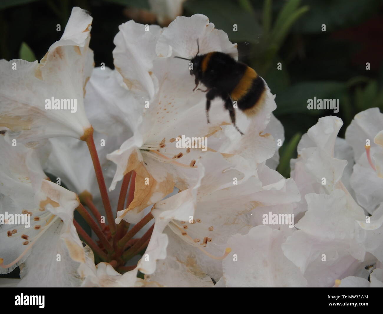 Hummel auf weißen Rhododendronn Stockfoto