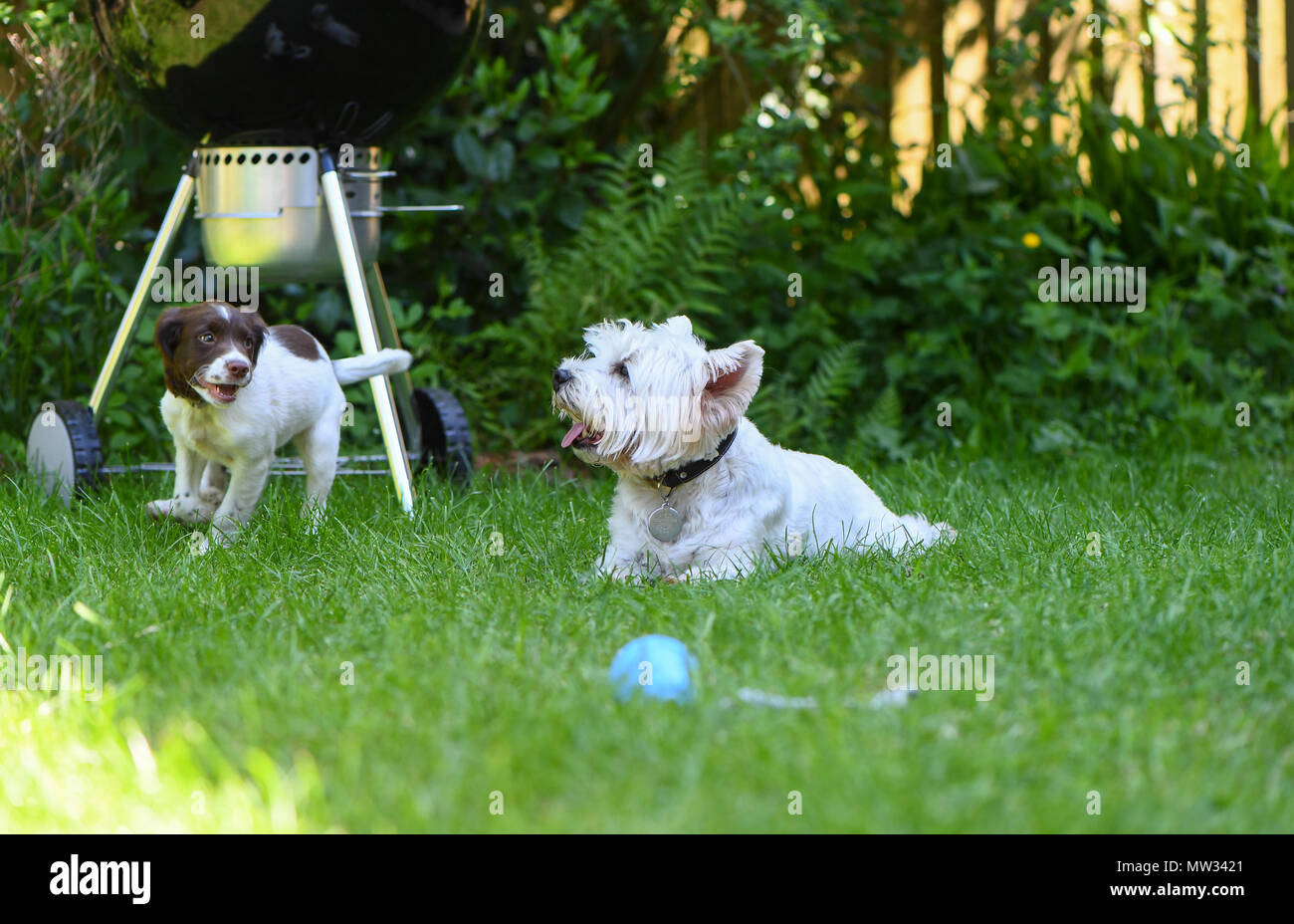 Ein West Highland Terrier hilft, einen English Springer Spaniel Welpen dogby im Garten spielen zu sozialisieren. Stockfoto