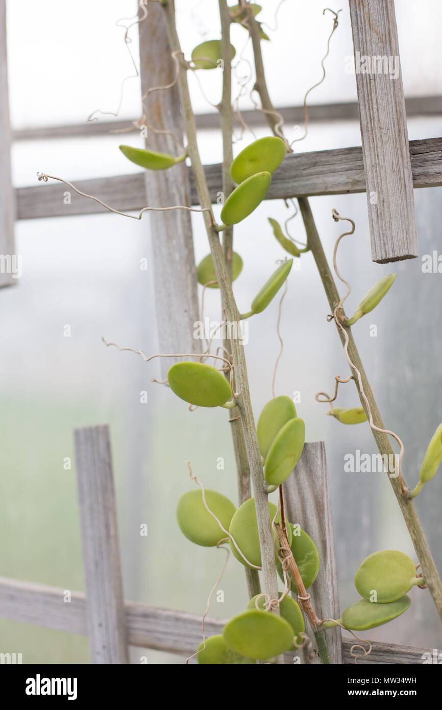 Eine Xerosicyos danguyi Pflanze, auch als Silver Dollar Werk bekannt. Stockfoto