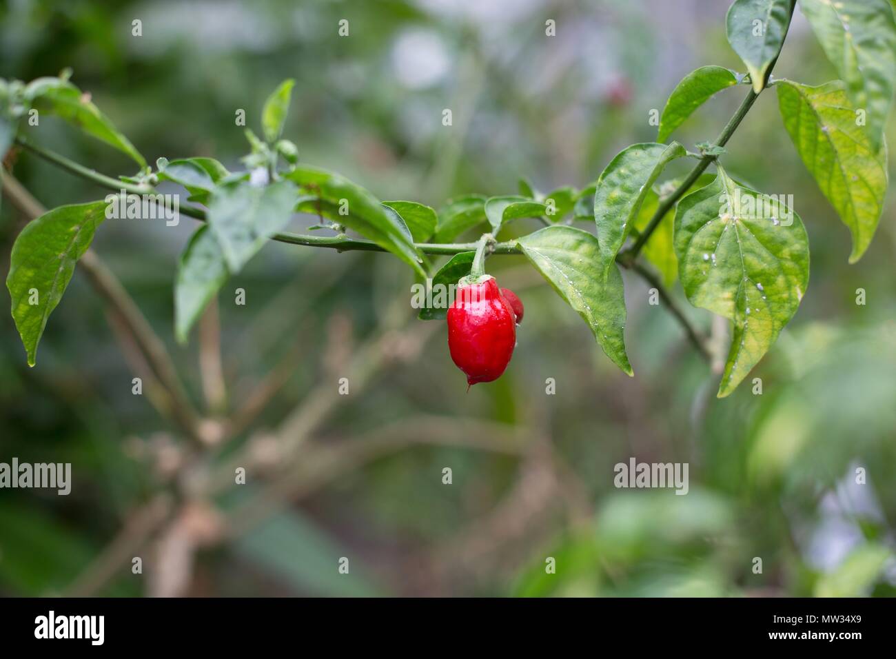 Ein Capsicum chinense 'Naga Jolokia' Werk. Stockfoto