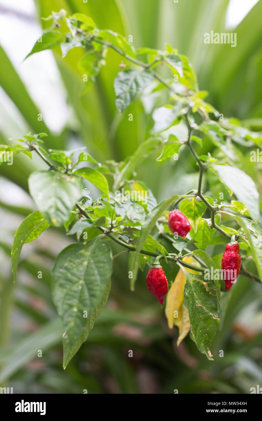 Ein Capsicum chinense 'Naga Jolokia' Werk Stockfotografie Alamy