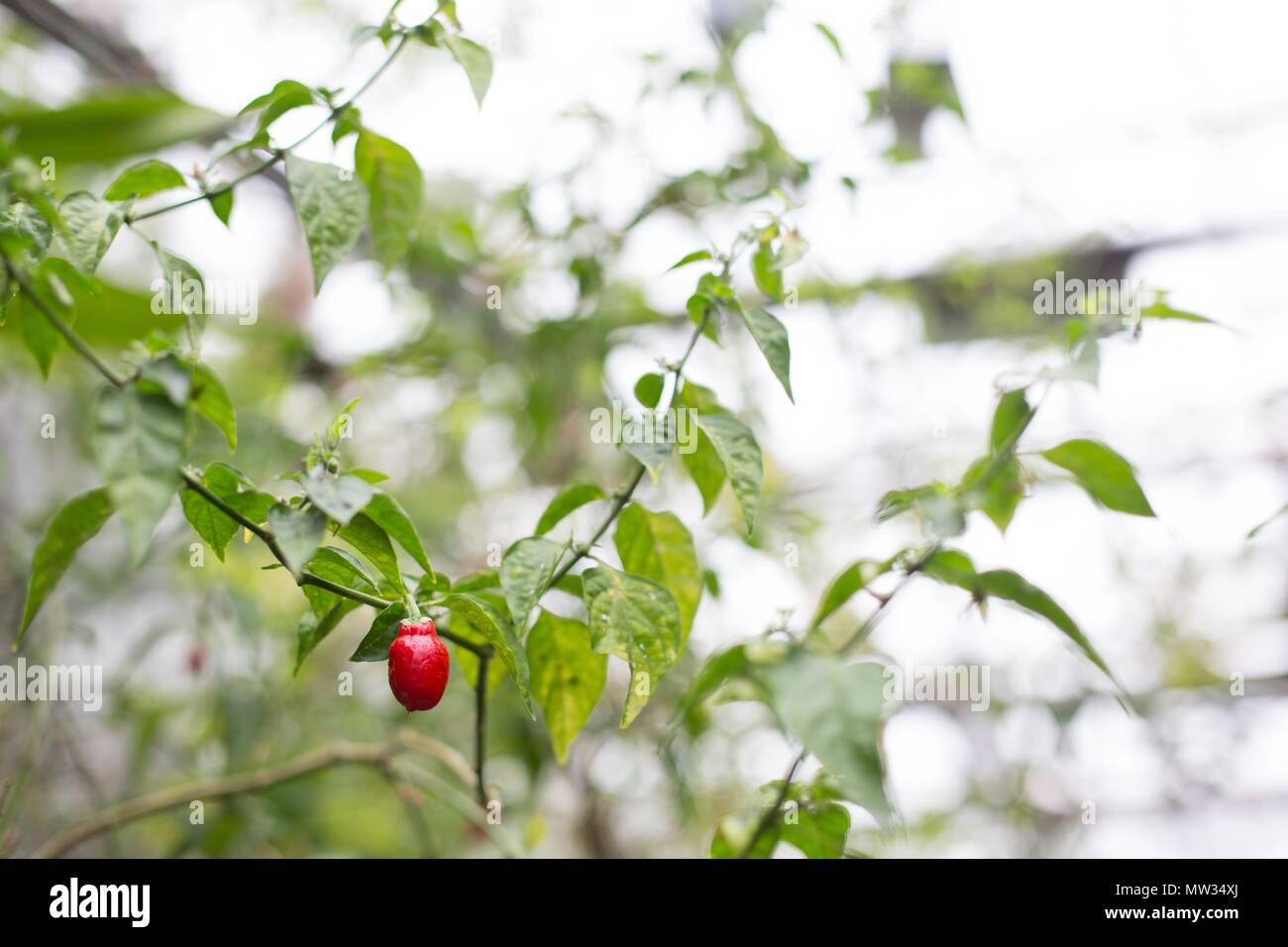 Ein Capsicum chinense 'Naga Jolokia' Werk. Stockfoto