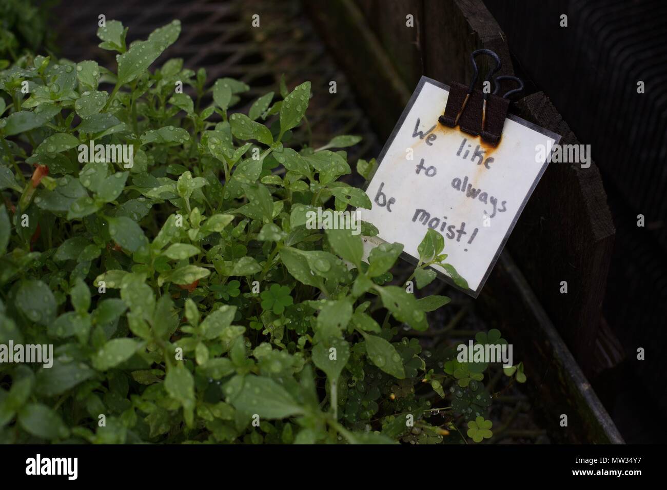 Eine lustige Zeichen über das Mögen werden bin oist', auf einer Anlage. Stockfoto
