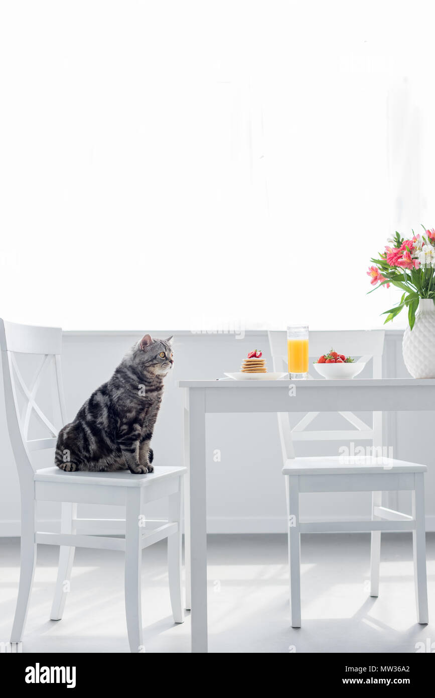 Cute Scottish Straight Katze sitzt auf Stuhl in der Nähe von Tabelle mit Frühstück Stockfoto