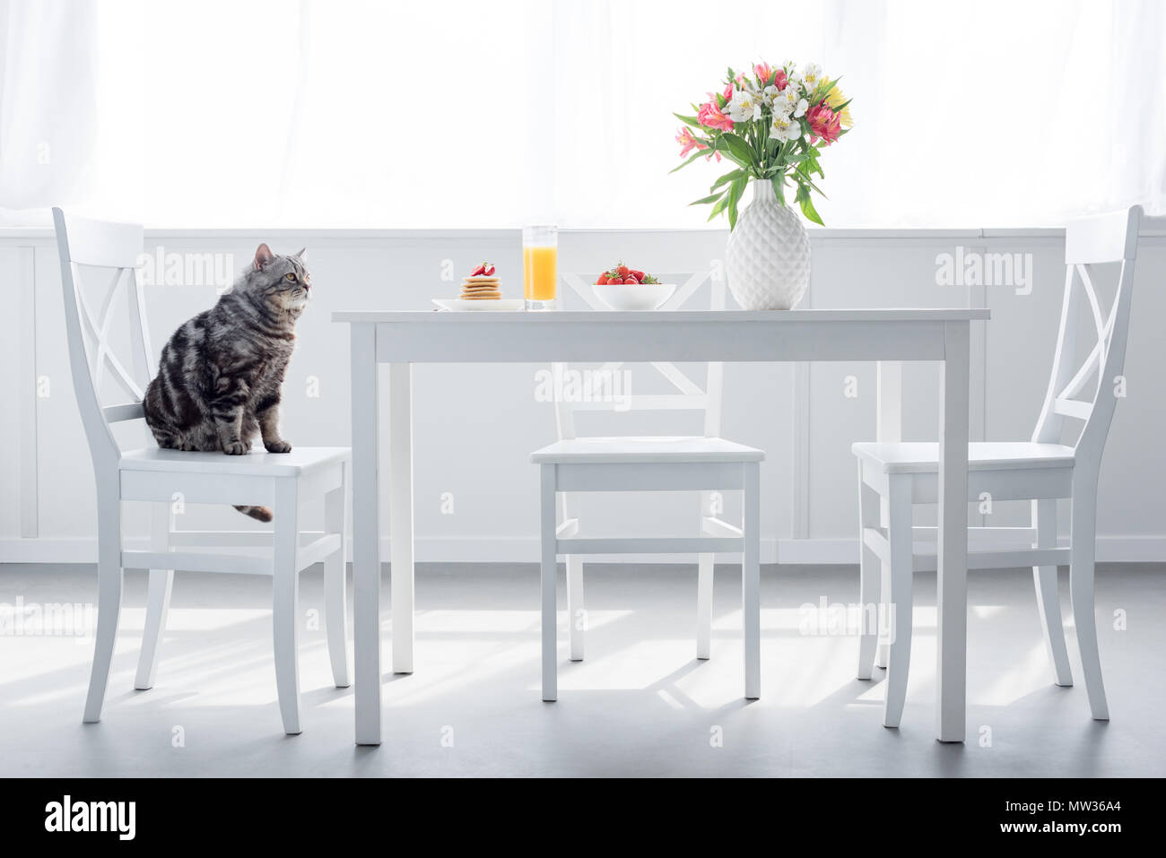 Adorable Scottish Straight Katze sitzt auf Stuhl in der Nähe von Tabelle mit Frühstück Stockfoto