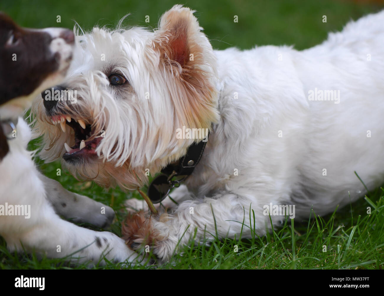 English Springer Spaniel 10 Wochen alten Welpen vergesellschaftet, indem ein West Highland Terrier. Der Terrier ist eine Warnung Knurren aber auf spielerische Art und Weise Stockfoto
