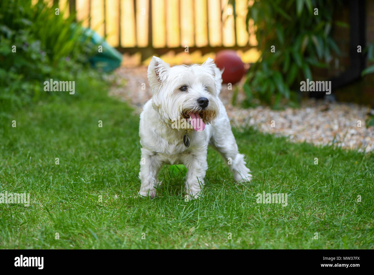 West Highland Terrier im Garten gerne mit herausgestreckter Zunge. Stockfoto