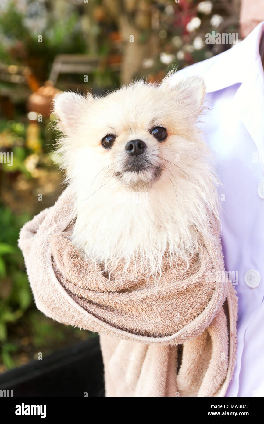 Bad Zeit für Weiße pomeranian Dusche im Garten Stockfoto