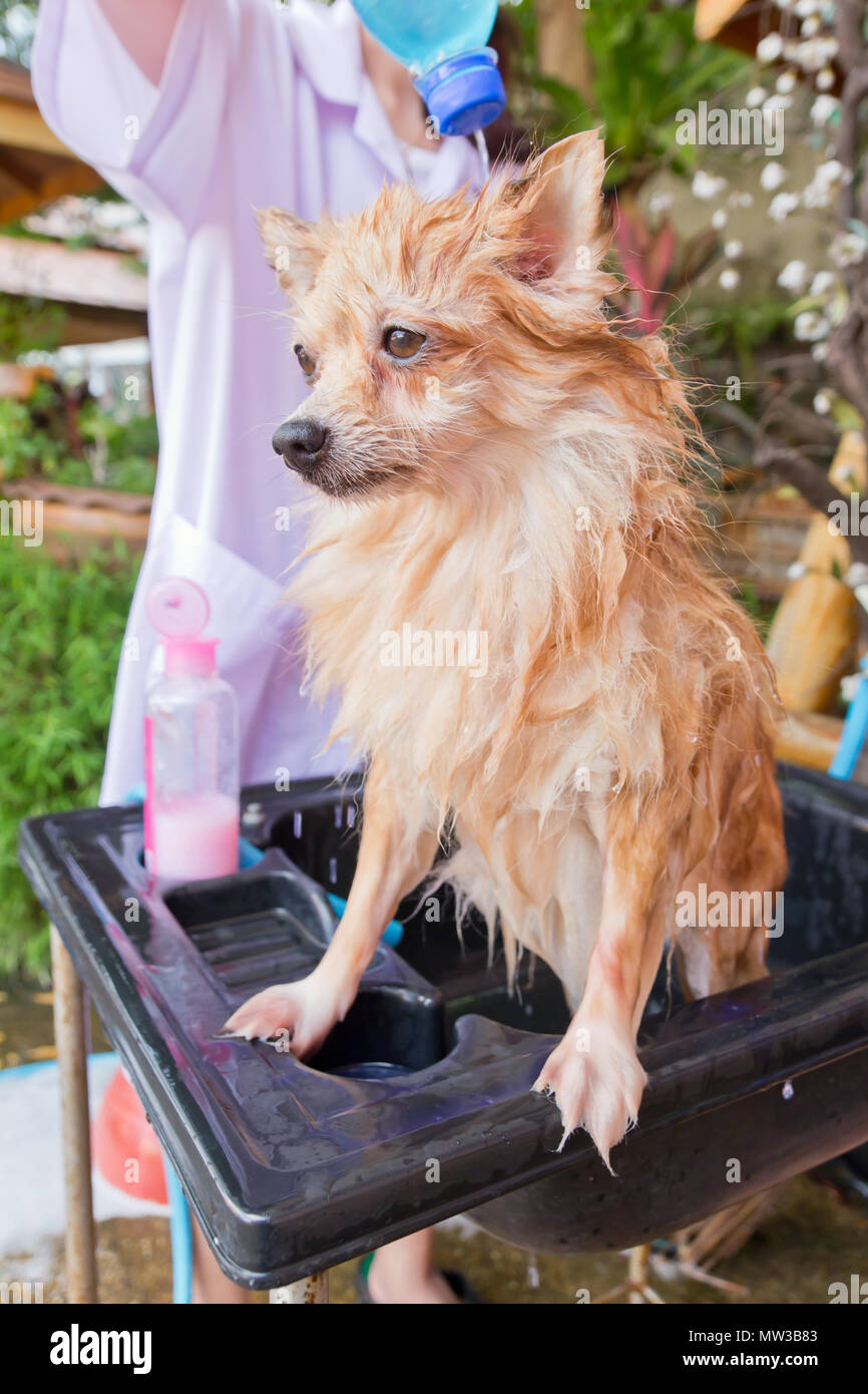 Bad Zeit für braune pomeranian Dusche im Garten Stockfoto