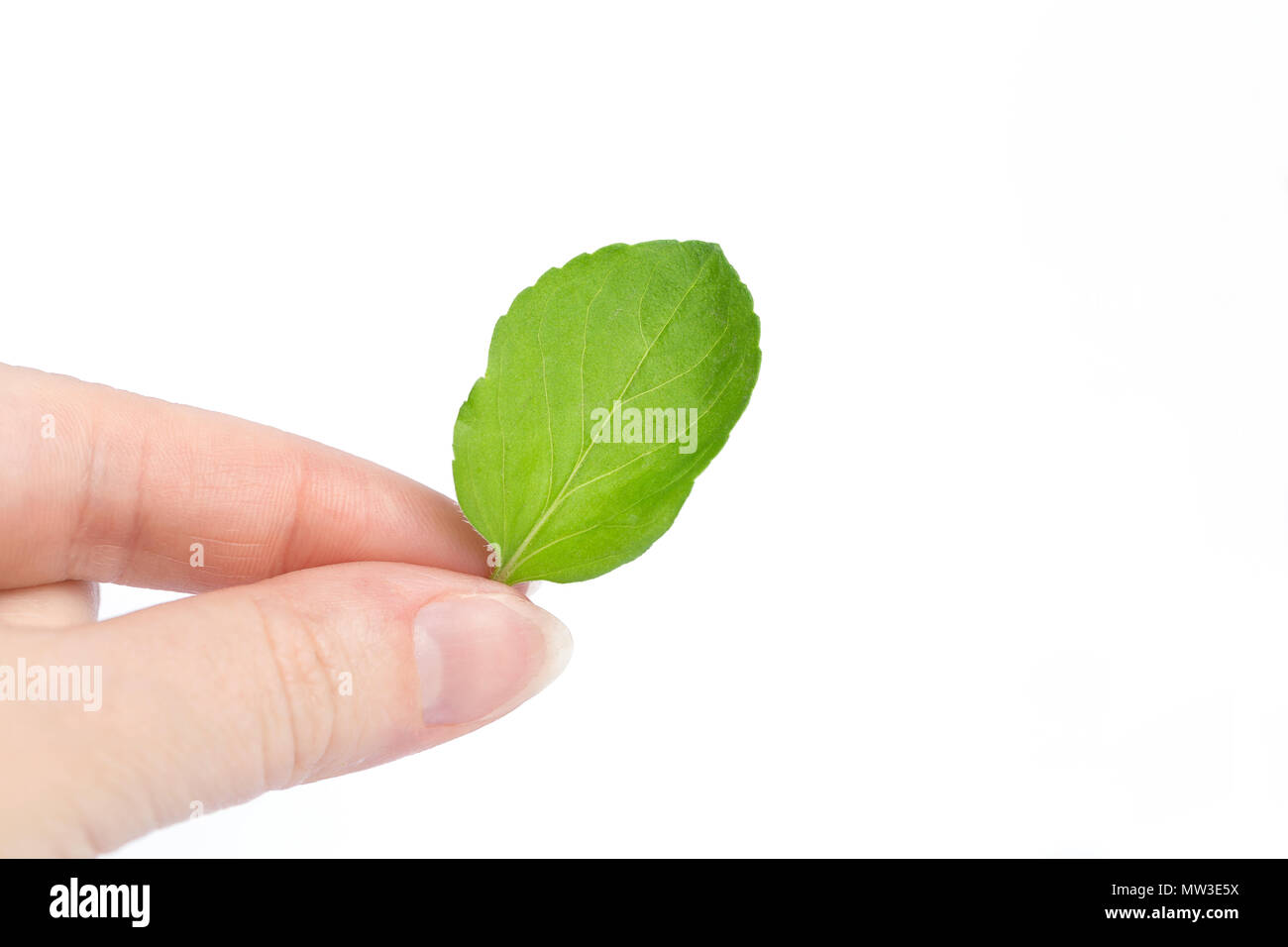 Weibliche Hand hält ein Blatt Minze auf einem weißen Hintergrund. Ökologie Stockfoto