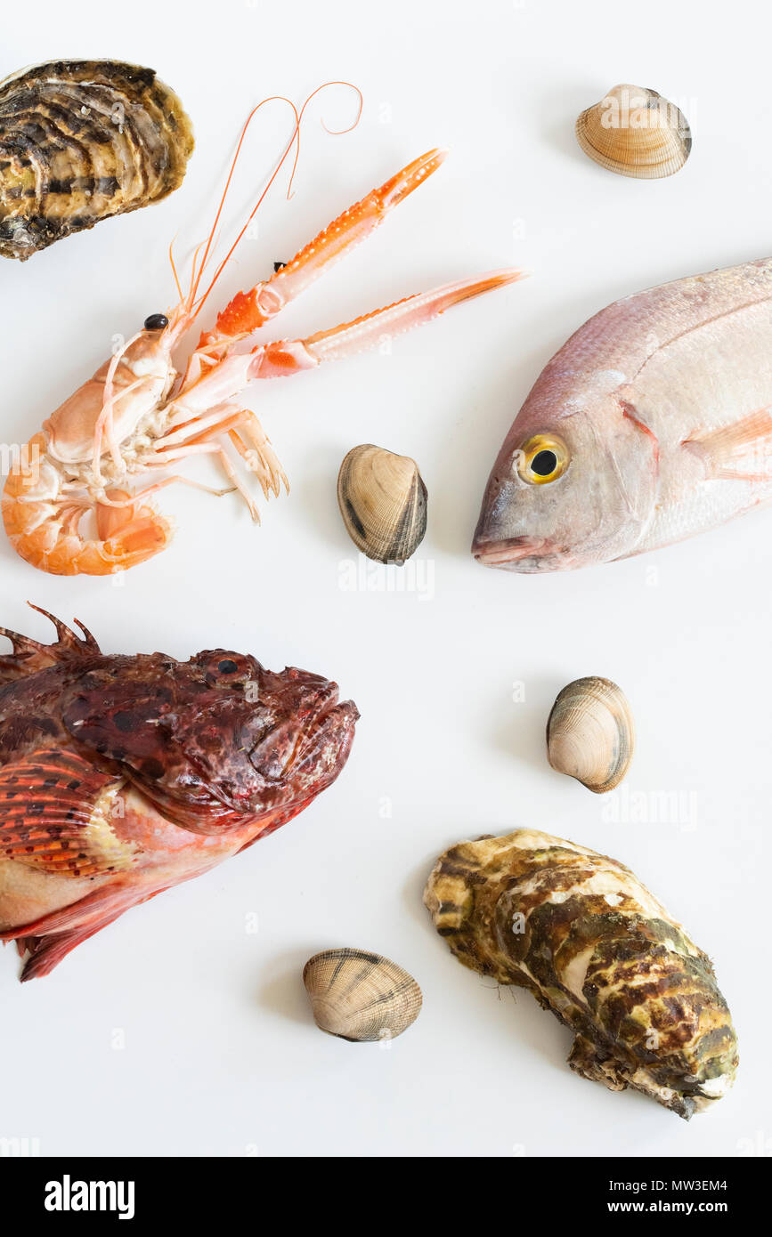 Meeresfrüchte und Fisch in einem Flatlay auf weißem Hintergrund. Muscheln, Austern, Langusten, Roter Drachenkopf und Goldbrasse. Stockfoto
