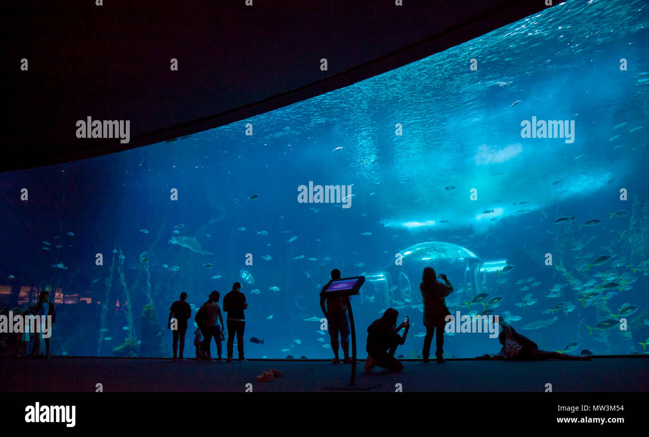 LAS PALMAS DE GRAN CANARIA, SPANIEN - 12. Mai: Besucher genießen Sie einen wunderschönen Blick auf das Leben im Meer in der größte Behälter der neuen Aquarium Poema del Mar, am 12. Mai Stockfoto