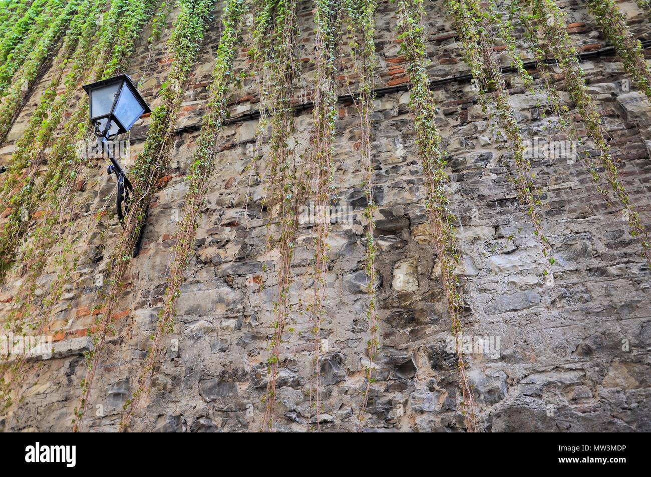 Mittelalterliche Mauer mit einem baumelnden Anlage mit antiken Straßenlaterne bedeckt. Stockfoto