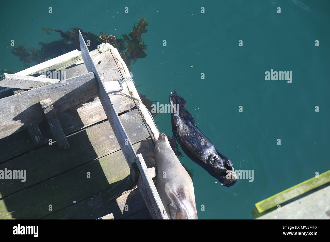 Ein sea lion Schlaf- und Seeotter Essen in Monterey Hafen Stockfoto