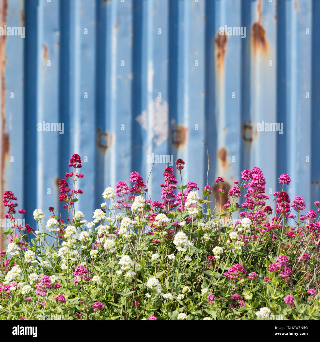 Rote und weiße Baldrian wächst wild auf Dungeness Strand mit einer blauen Container im Hintergrund von Fischern genutzt. Kent, UK. Stockfoto