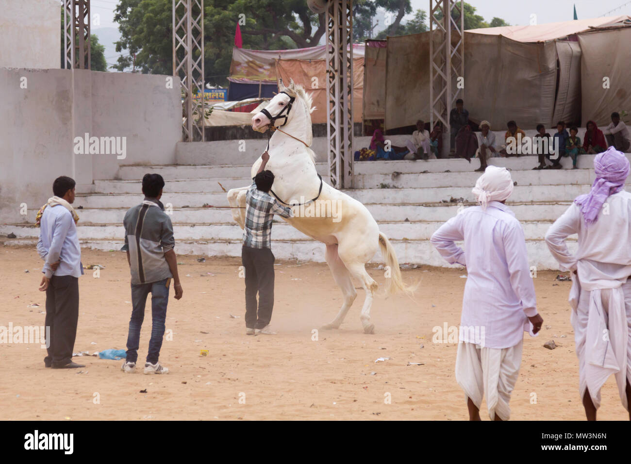 Grau Marwari Pferd Zucht im Stadion an der Messe Canmel Pushkar, Rajasthan, Indien. Stockfoto